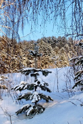 снег зима береза snow winter birch