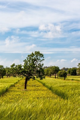 рожь сад rye garden