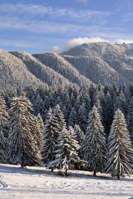 ели горы снег зима ate mountains snow winter