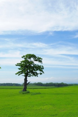 поле зелень лето field greens summer