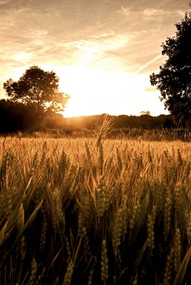 рожь закат rye sunset