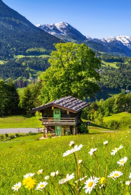 ромашки горы трава зелень лето chamomile mountains grass greens summer