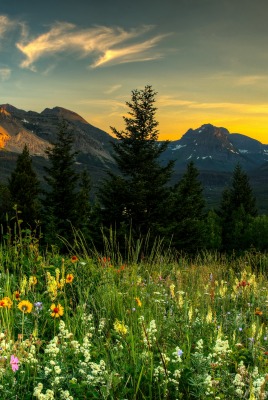 поляна цветы трава холмы горы glade flowers grass hills mountains