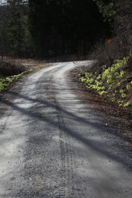 дорога лес road forest