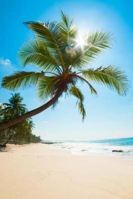 берег пальма море солнце пляж