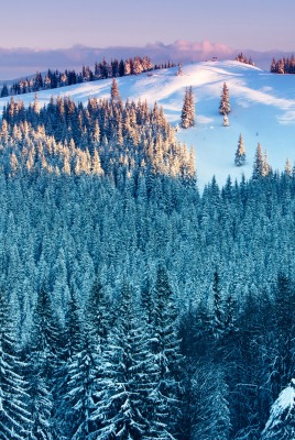 природа лес деревья зима снег