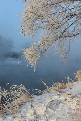 снег речка береза snow the river birch