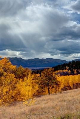 природа деревья осень облака небо