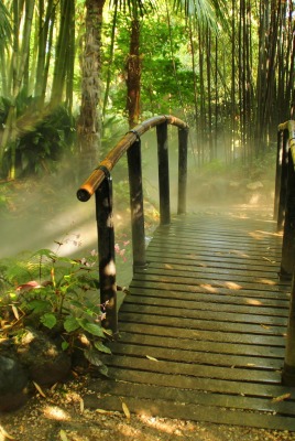 природа мост деревья лес река