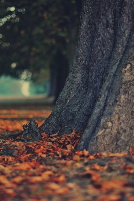 осень листья дерево autumn leaves tree