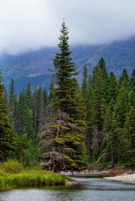 лес река forest river