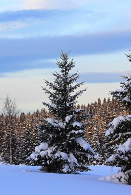 зима снег ели winter snow ate