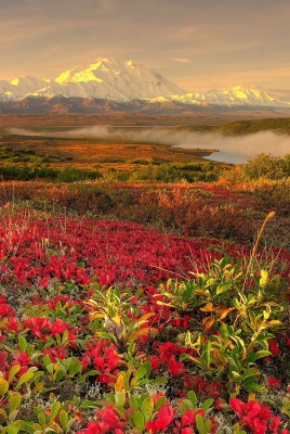 природа горы скалы трава цветы
