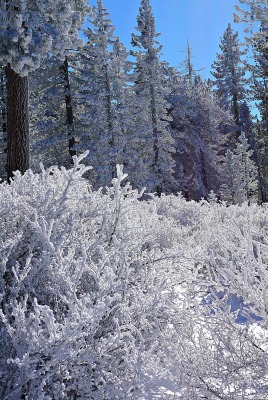 иней зима трава frost winter grass