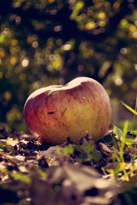 яблоко трава Apple grass