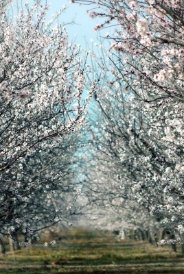 сад цветение garden flowering