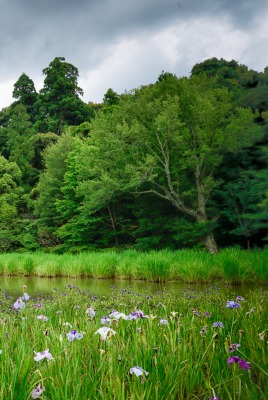 лето зелень summer greens