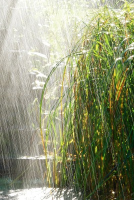 дождь трава the rain grass