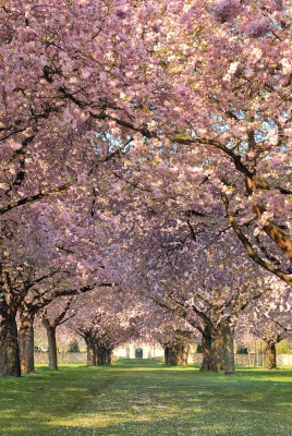 цветение деревья сад flowering trees garden