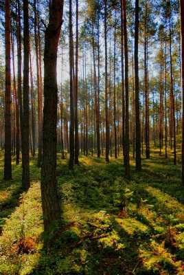 лес деревья лучи forest trees rays