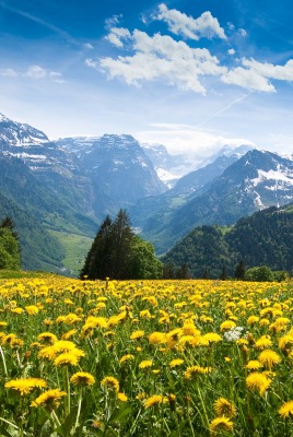 одуванчики горы dandelions mountains