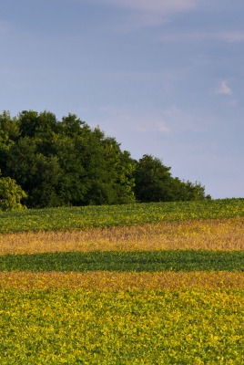 поле лес field forest