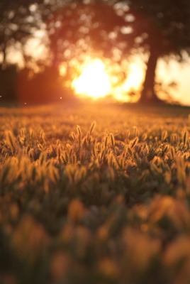 закат трава sunset grass