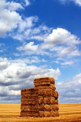 солома поле небо облака straw field the sky clouds