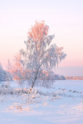 природа зима деревья снег