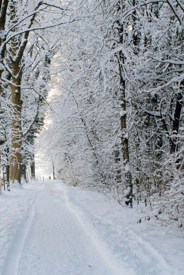 дорога снег зима лес