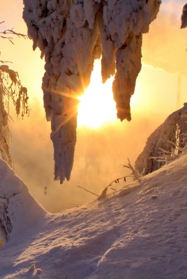 снег дерево зима