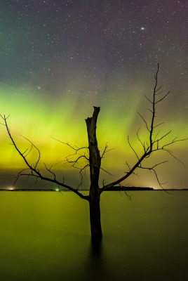 природа деревья небо северное сияние море