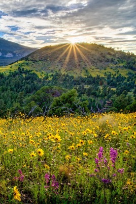 природа трава деревья солнце небо облака