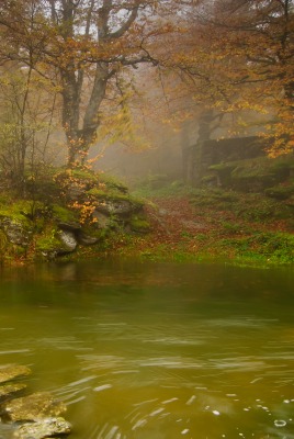 речка лес осень