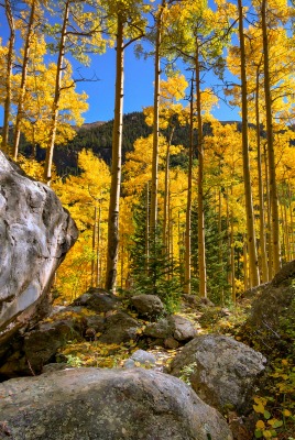 лес камень осень