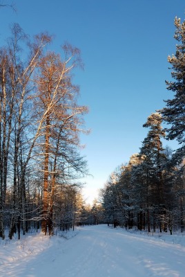 зима деревья лес дороги