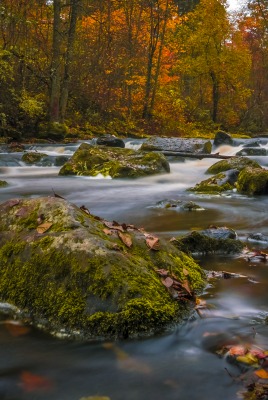 камни лес осень речка