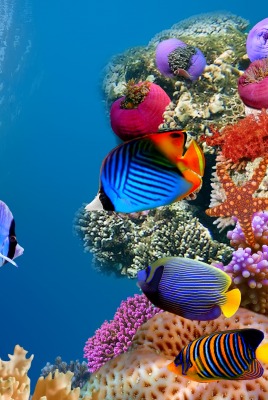 подводный мир рыбки океан