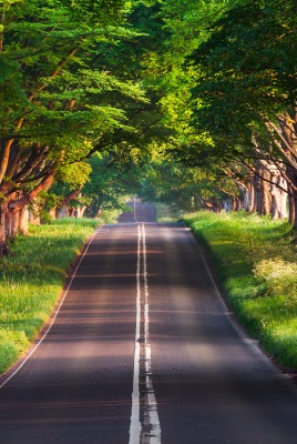 дорога деревья