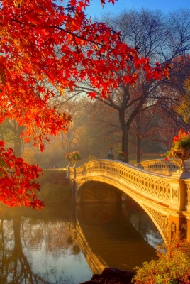 природа деревья мост осень река