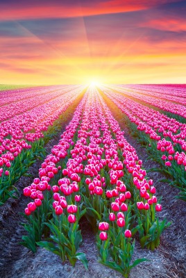 тюльпаны поле закат