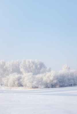 Снег деревья поле