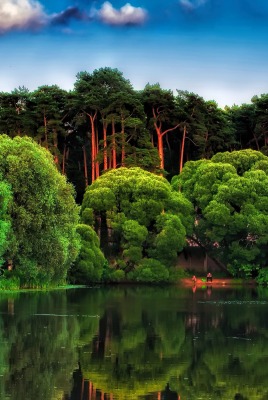 лес деревья озеро