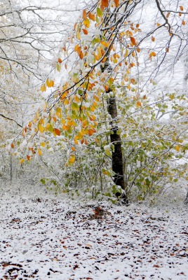 лес снег осень