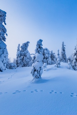 снег ели следы