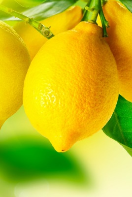 лимоны цитрусовые ветка
