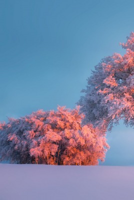 снег небо деревья