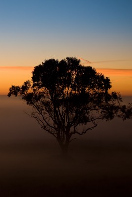дерево туман рассвет горизонт