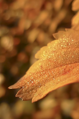 листок капли осень макро