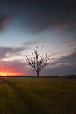 поле закат горизонт дерево
